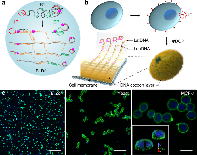 Design and fabrication of flexible DNA polymer cocoons to encapsulate live cells – Nature